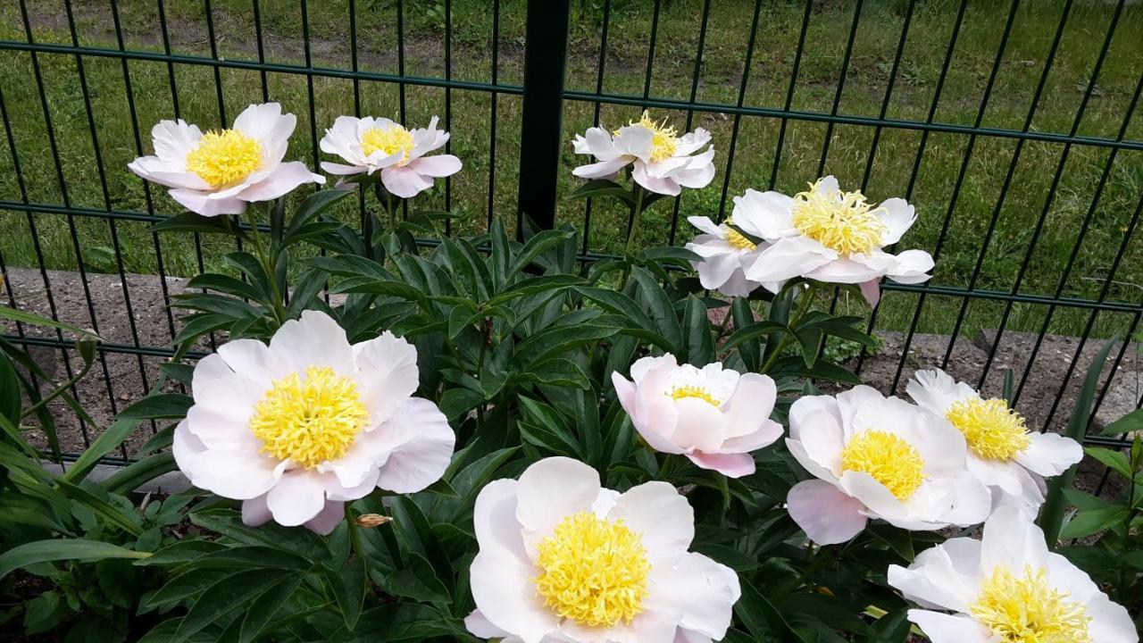 Gartenblick Trebbin Esterno foto