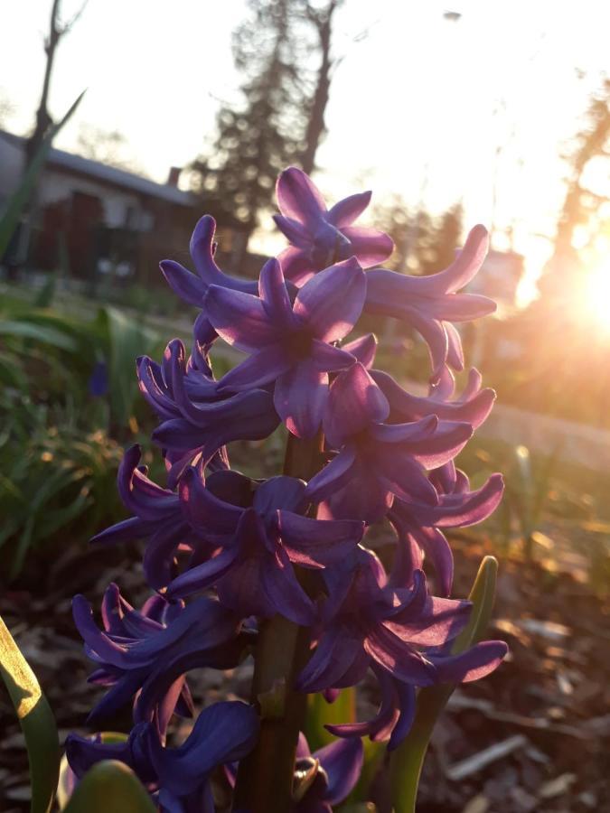 Gartenblick Trebbin Esterno foto